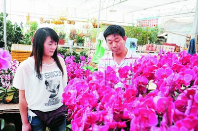北京:五一花卉销售高峰已过 蝴蝶兰销售不乐观_市场分析_学堂_河南花木网