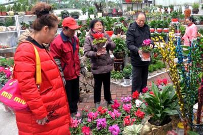 青海:花卉市场迎来销售旺季