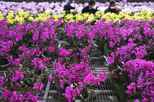 年宵花俏销节庆市场