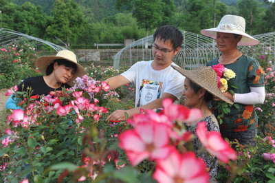 《美丽花卉网上卖》